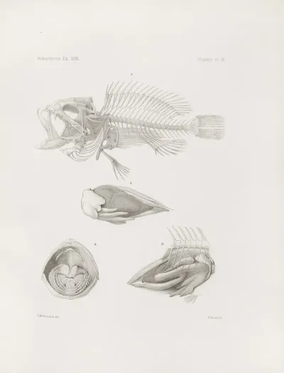Memoirs Of The Museum Of Comparative Zoology At Harvard College Pl 09
