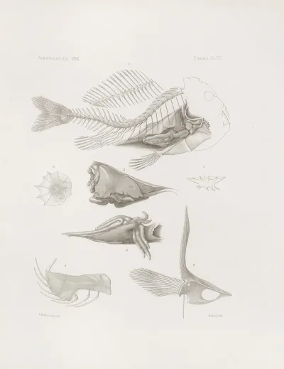 Memoirs Of The Museum Of Comparative Zoology At Harvard College Pl 12