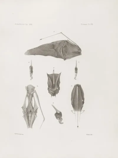 Memoirs Of The Museum Of Comparative Zoology At Harvard College Pl 13