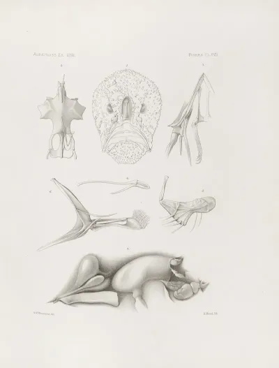 Memoirs Of The Museum Of Comparative Zoology At Harvard College Pl 17