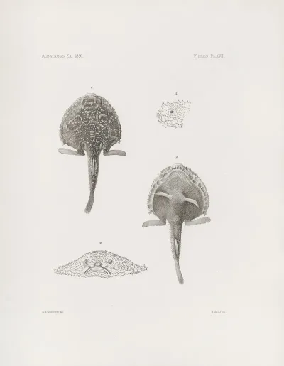 Memoirs Of The Museum Of Comparative Zoology At Harvard College Pl 18