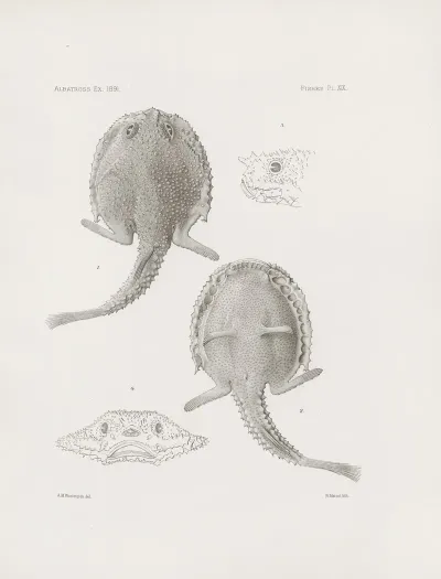 Memoirs Of The Museum Of Comparative Zoology At Harvard College Pl 19
