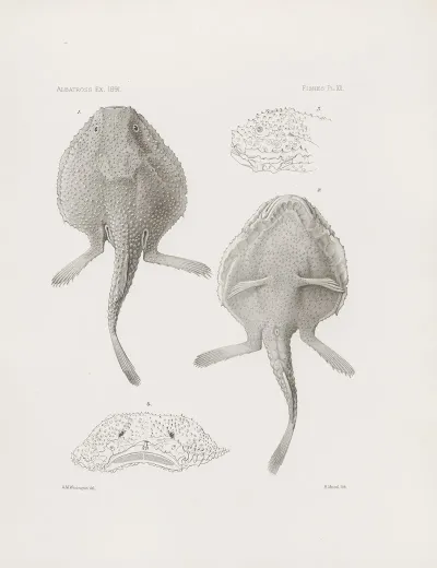 Memoirs Of The Museum Of Comparative Zoology At Harvard College Pl 20