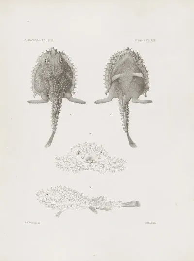 Memoirs Of The Museum Of Comparative Zoology At Harvard College Pl 23