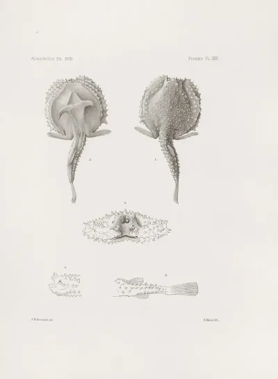 Memoirs Of The Museum Of Comparative Zoology At Harvard College Pl 25