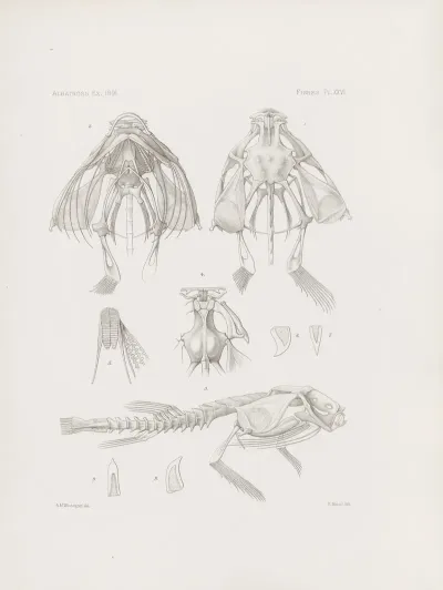 Memoirs Of The Museum Of Comparative Zoology At Harvard College Pl 26