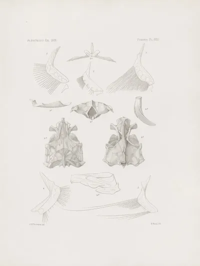 Memoirs Of The Museum Of Comparative Zoology At Harvard College Pl 29