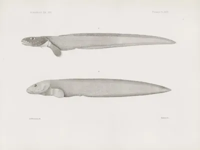 Memoirs Of The Museum Of Comparative Zoology At Harvard College Pl 31