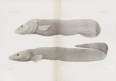 Memoirs Of The Museum Of Comparative Zoology At Harvard College Pl 33