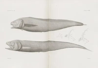Memoirs Of The Museum Of Comparative Zoology At Harvard College Pl 36