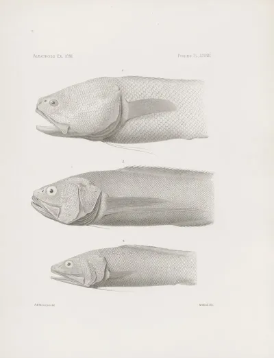 Memoirs Of The Museum Of Comparative Zoology At Harvard College Pl 37