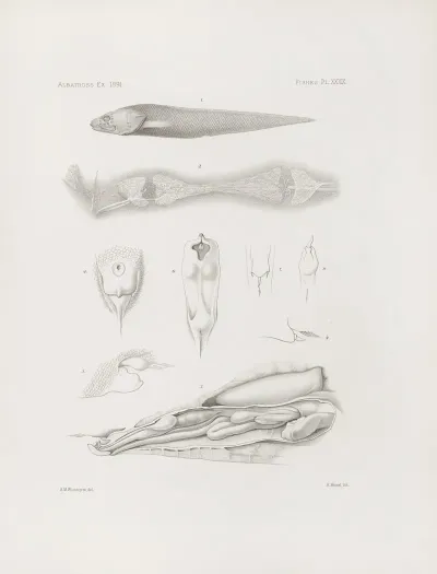 Memoirs Of The Museum Of Comparative Zoology At Harvard College Pl 39