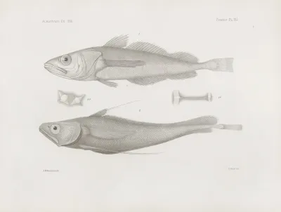 Memoirs Of The Museum Of Comparative Zoology At Harvard College Pl 41