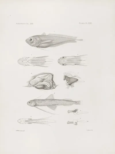 Memoirs Of The Museum Of Comparative Zoology At Harvard College Pl 43