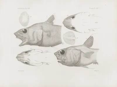 Memoirs Of The Museum Of Comparative Zoology At Harvard College Pl 45