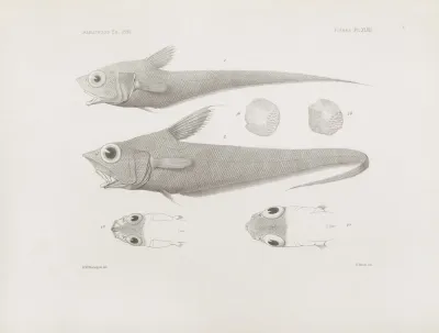 Memoirs Of The Museum Of Comparative Zoology At Harvard College Pl 47