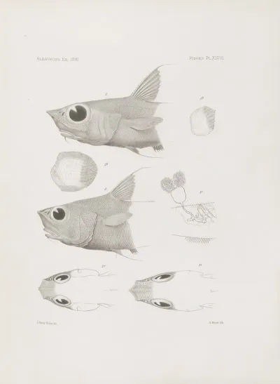 Memoirs Of The Museum Of Comparative Zoology At Harvard College Pl 48