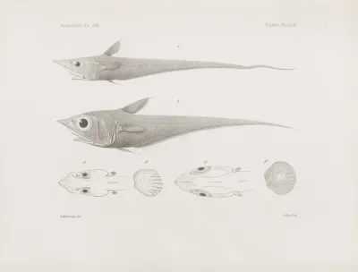 Memoirs Of The Museum Of Comparative Zoology At Harvard College Pl 49
