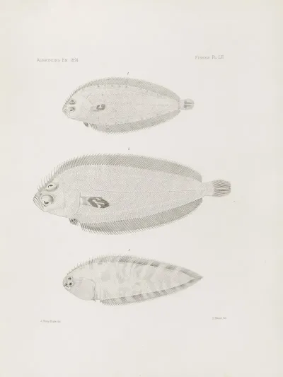 Memoirs Of The Museum Of Comparative Zoology At Harvard College Pl 52