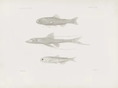 Memoirs Of The Museum Of Comparative Zoology At Harvard College Pl 55