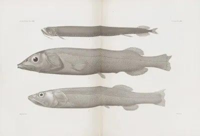 Memoirs Of The Museum Of Comparative Zoology At Harvard College Pl 57