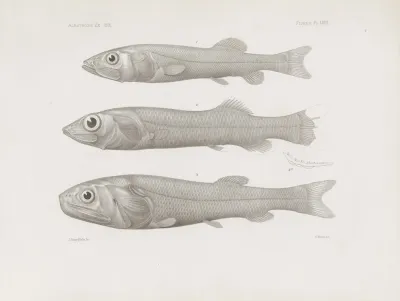 Memoirs Of The Museum Of Comparative Zoology At Harvard College Pl 58