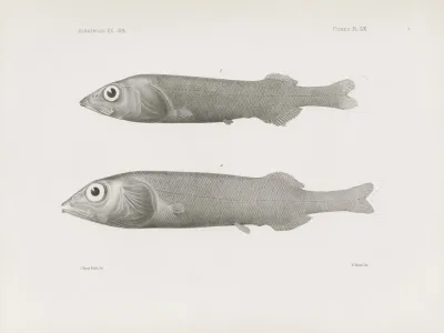 Memoirs Of The Museum Of Comparative Zoology At Harvard College Pl 59