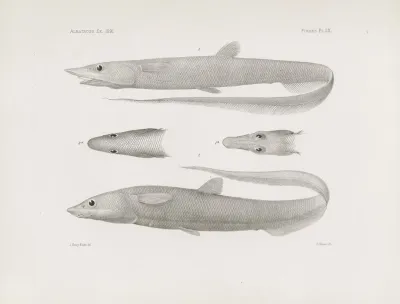 Memoirs Of The Museum Of Comparative Zoology At Harvard College Pl 60