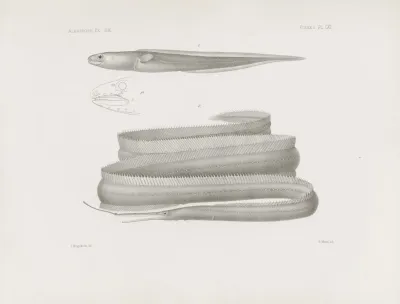 Memoirs Of The Museum Of Comparative Zoology At Harvard College Pl 61