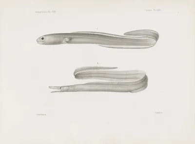 Memoirs Of The Museum Of Comparative Zoology At Harvard College Pl 62
