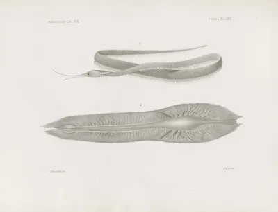 Memoirs Of The Museum Of Comparative Zoology At Harvard College Pl 64