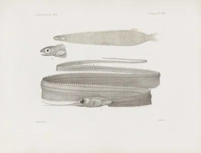 Memoirs Of The Museum Of Comparative Zoology At Harvard College Pl 65