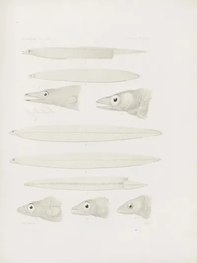 Memoirs Of The Museum Of Comparative Zoology At Harvard College Pl 66