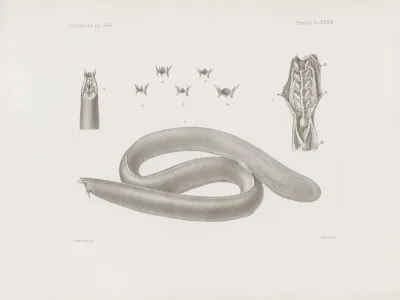 Memoirs Of The Museum Of Comparative Zoology At Harvard College Pl 68