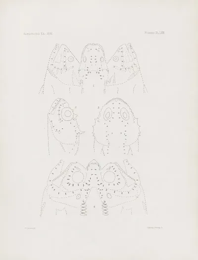 Memoirs Of The Museum Of Comparative Zoology At Harvard College Pl 71