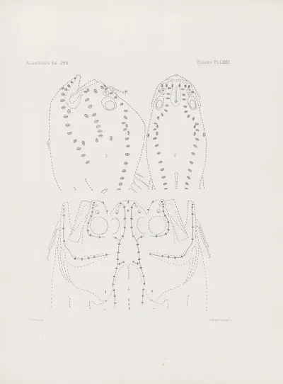Memoirs Of The Museum Of Comparative Zoology At Harvard College Pl 73