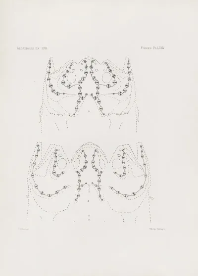 Memoirs Of The Museum Of Comparative Zoology At Harvard College Pl 74