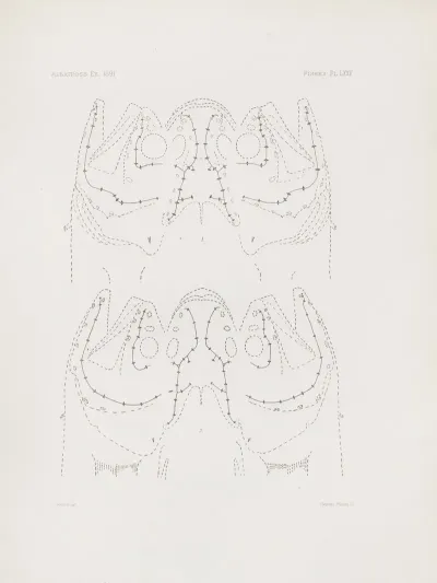 Memoirs Of The Museum Of Comparative Zoology At Harvard College Pl 75