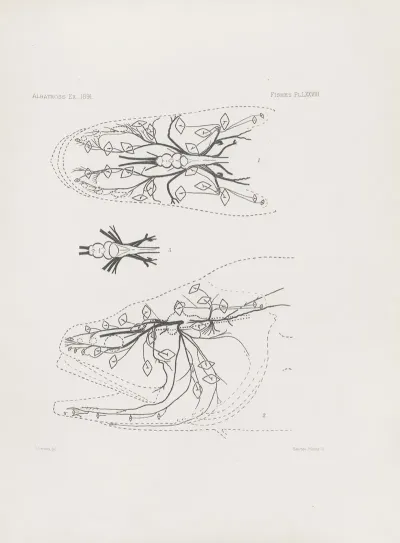 Memoirs Of The Museum Of Comparative Zoology At Harvard College Pl 78