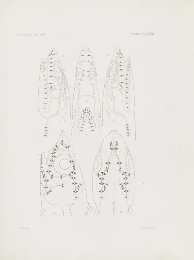 Memoirs Of The Museum Of Comparative Zoology At Harvard College Pl 84
