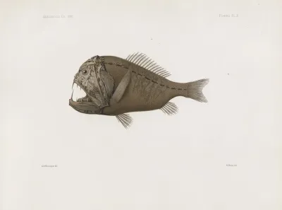 Memoirs Of The Museum Of Comparative Zoology At Harvard College Pl 86