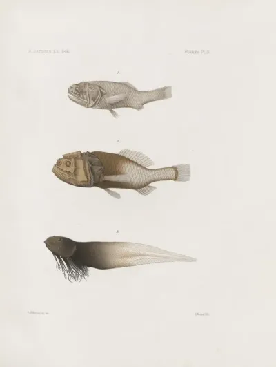 Memoirs Of The Museum Of Comparative Zoology At Harvard College Pl 88