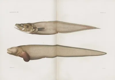 Memoirs Of The Museum Of Comparative Zoology At Harvard College Pl 89