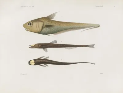 Memoirs Of The Museum Of Comparative Zoology At Harvard College Pl 92