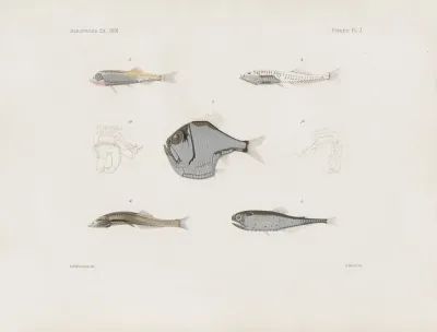 Memoirs Of The Museum Of Comparative Zoology At Harvard College Pl 93