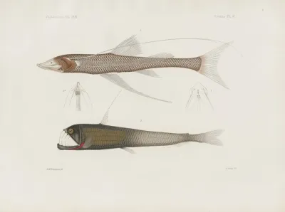Memoirs Of The Museum Of Comparative Zoology At Harvard College Pl 94