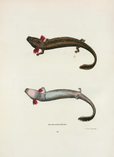 Menobranchus Lateralis 2