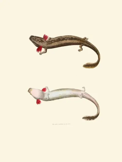 Menobranchus Lateralis