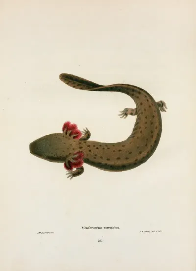 Menobranchus Maculatus 2
