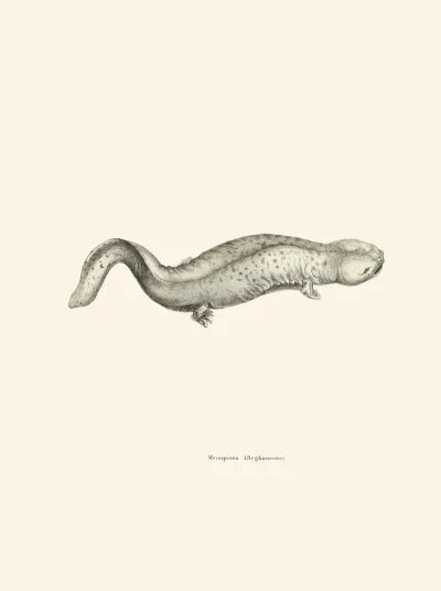 Menopoma Alleghanensis